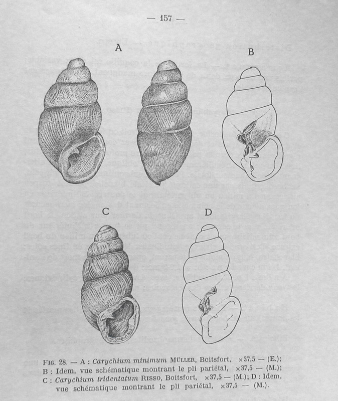 Carychium  tridentatum e Carychium minimum